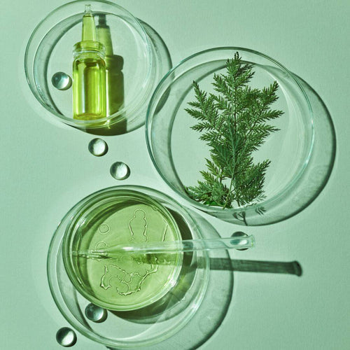TOP 6 PLANT-BASED INGREDIENTS FOR DIY SKIN & HAIR CARE