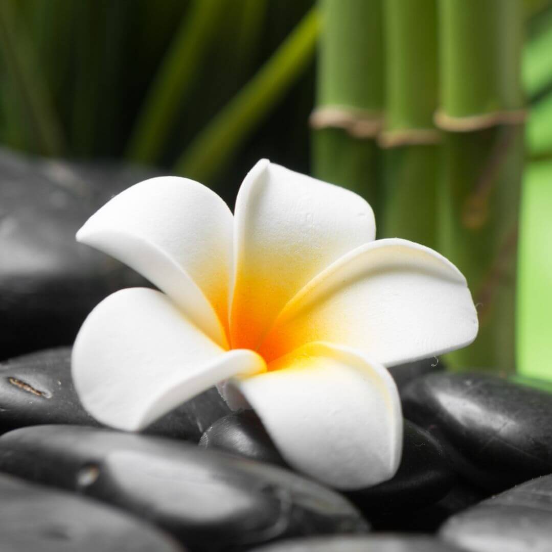 Frangipani Fragrance Oil