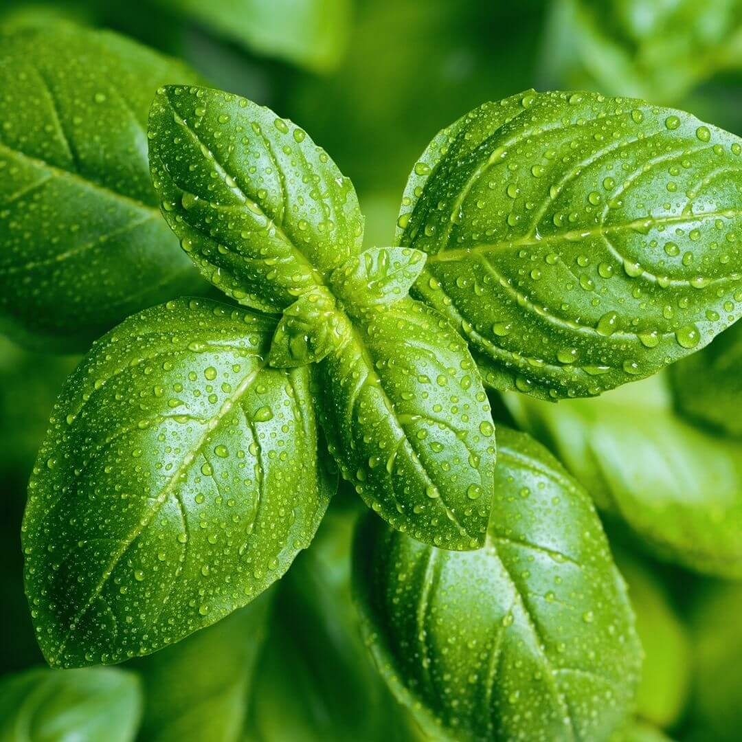 Basil Hydrosol