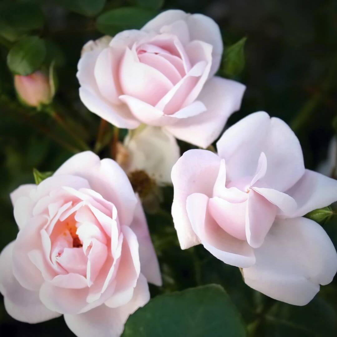 British Tea Rose Fragrance Oil
