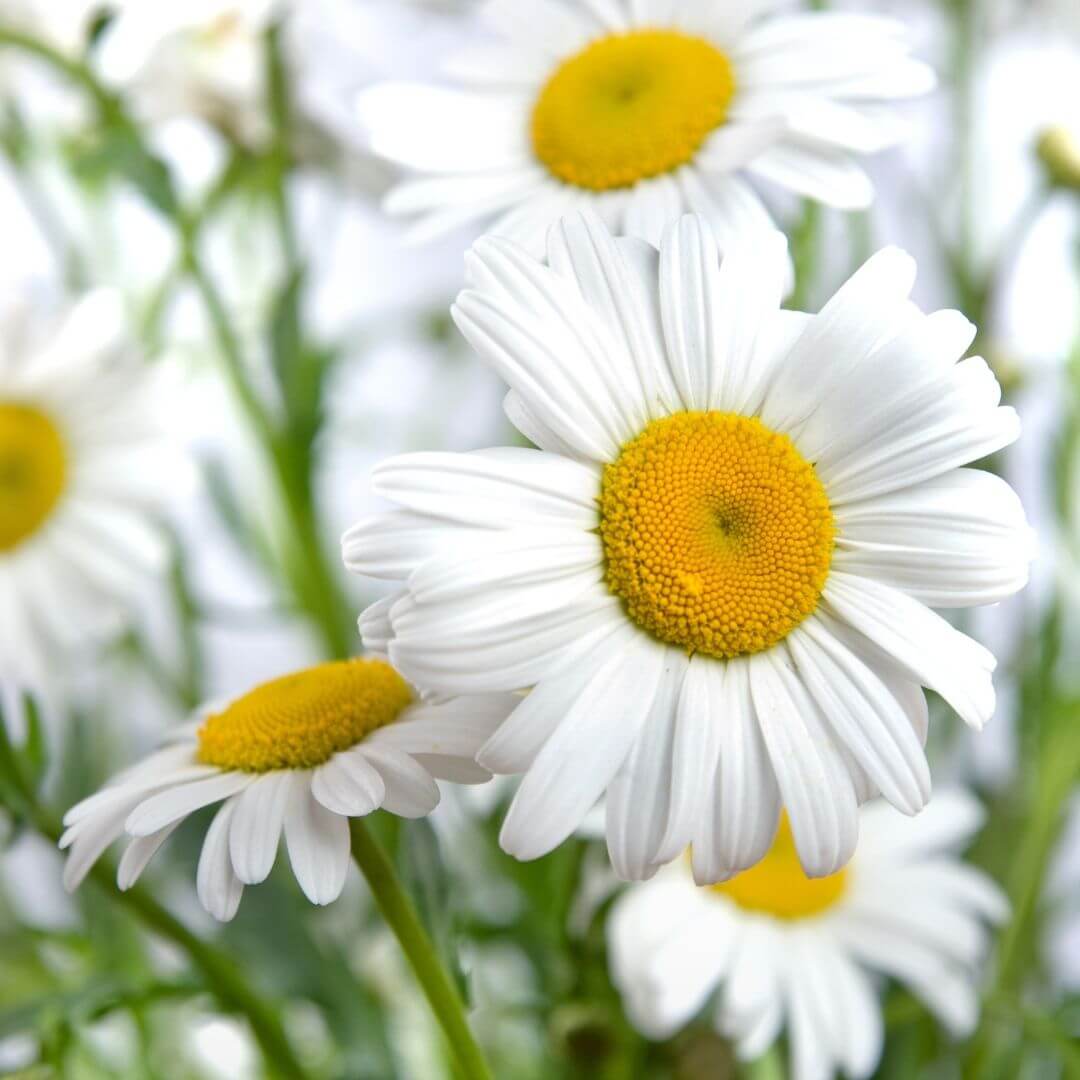 Chamomile Hydrosol