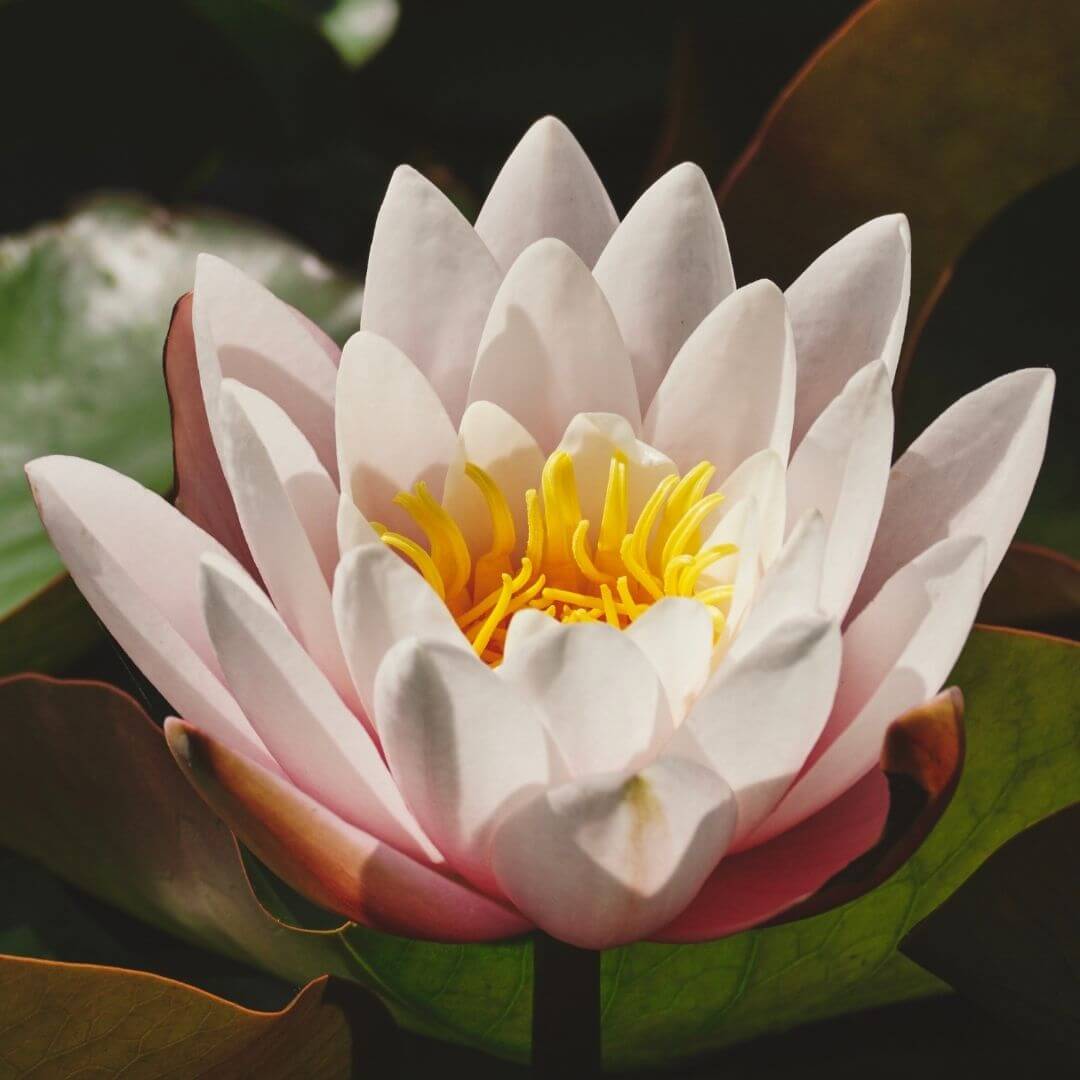 Divine Lotus Fragrance Oil