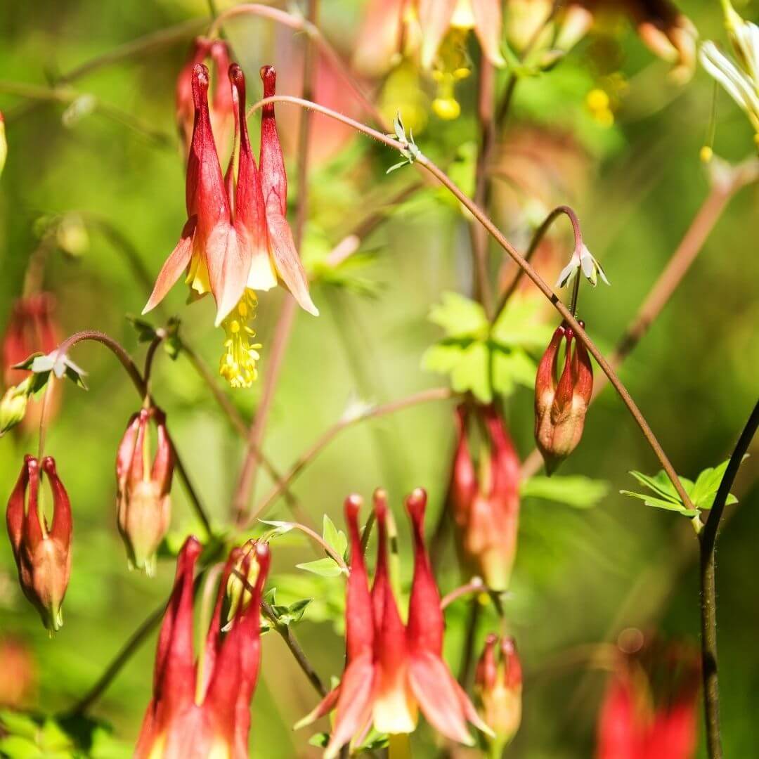 Honeysuckle Fragrance Oil