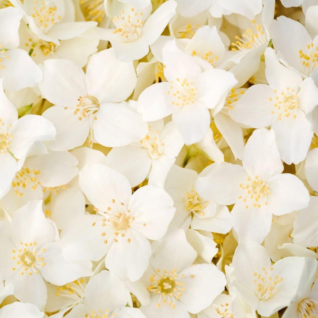 Jasmine Fragrance Oil
