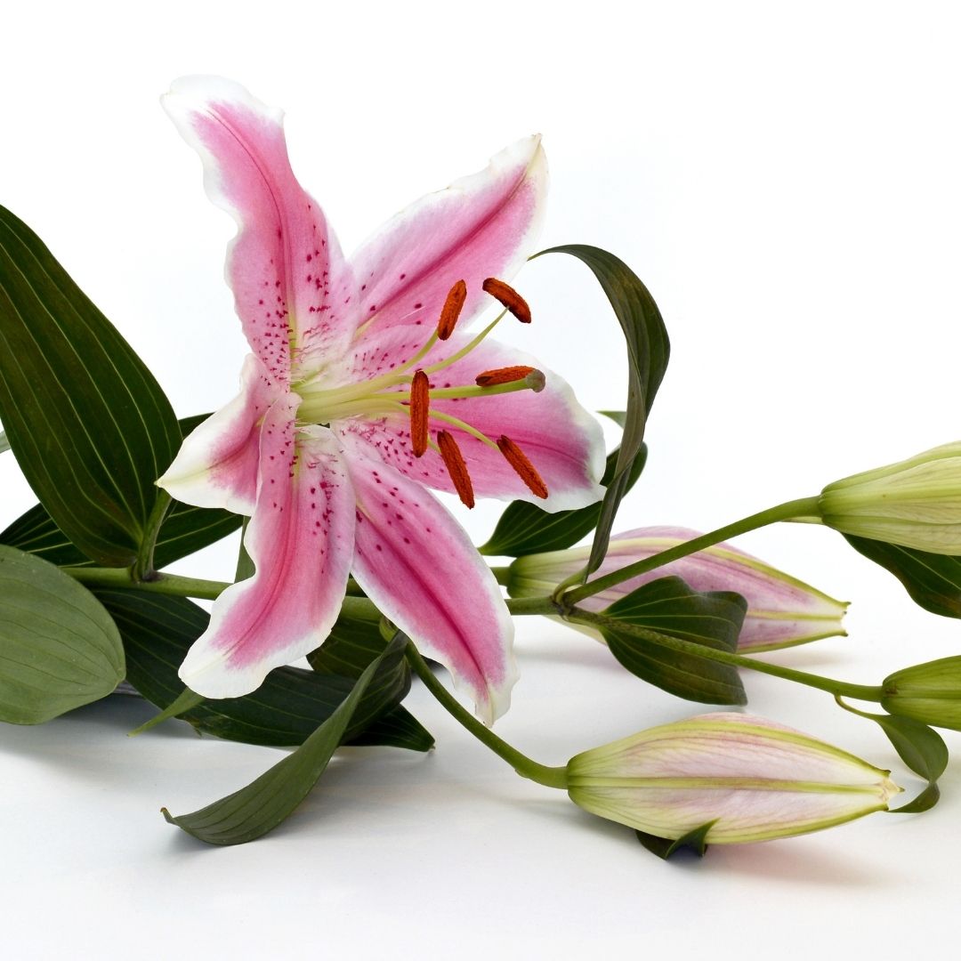 Lily & Lotus Fragrance Oil (Allergen Free)