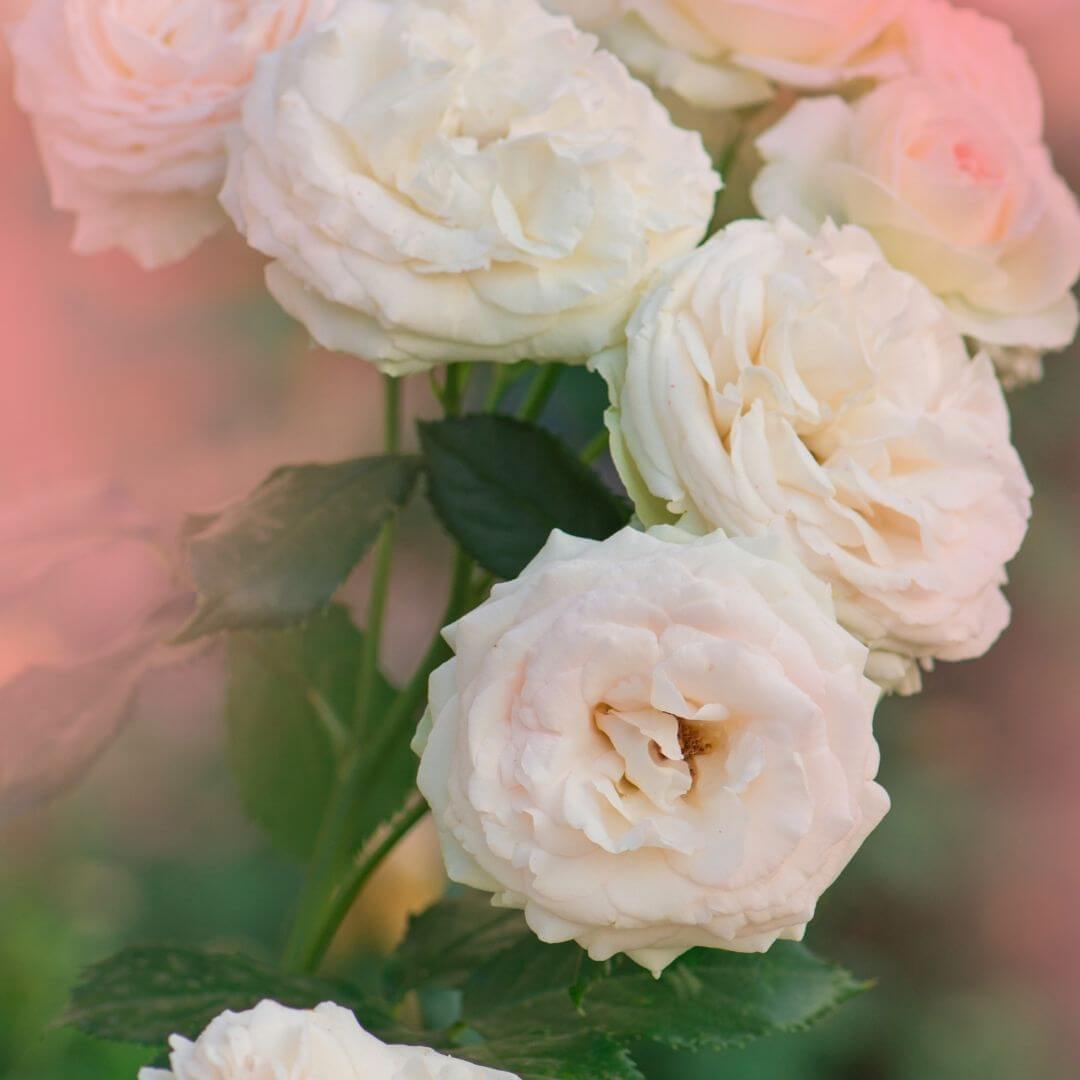 Luxurious Touch Fragrance Oil (Water Soluble)
