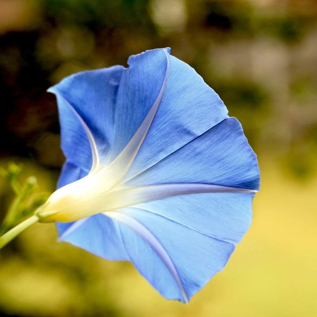 Morning Bloom Fragrance Oil