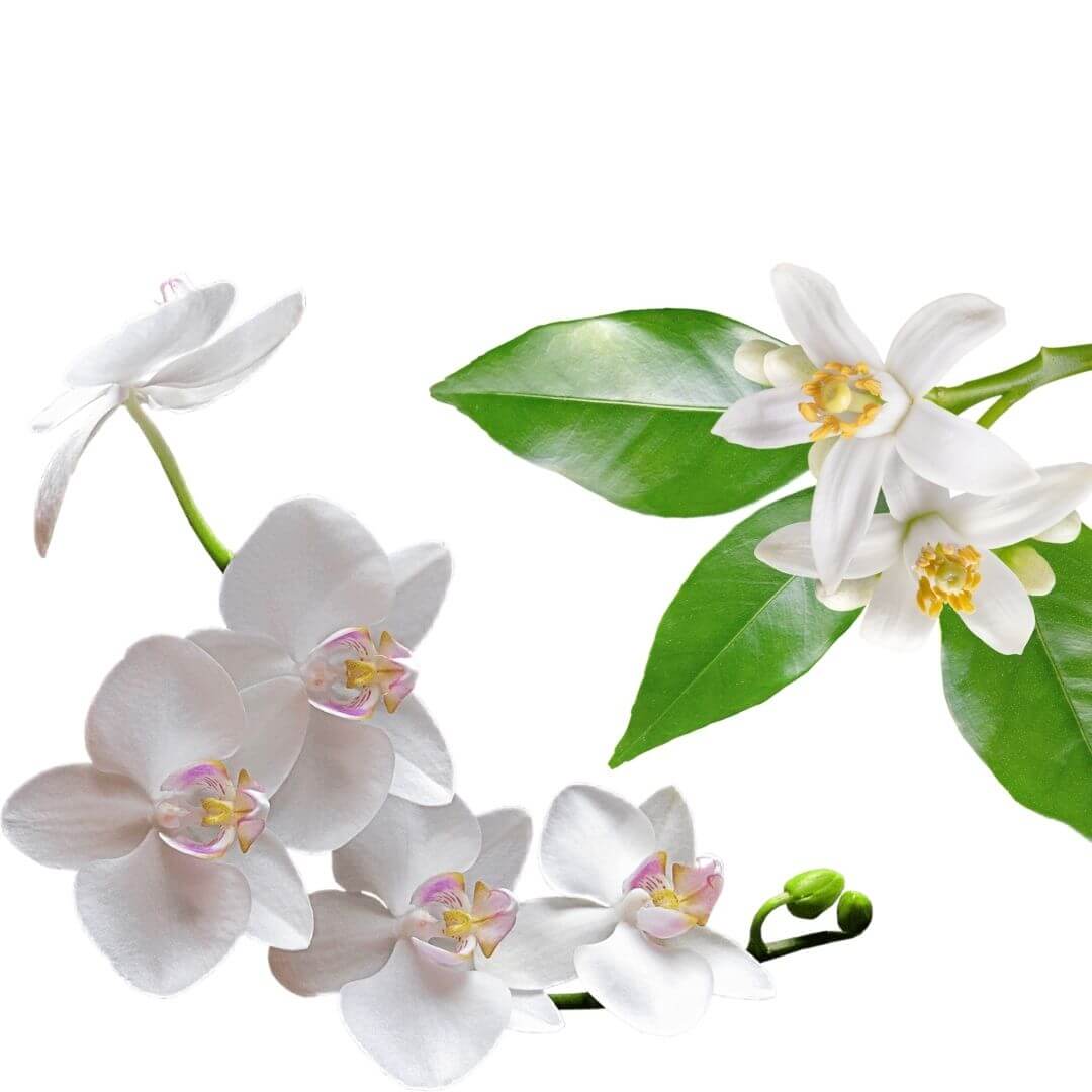 Neroli & Orchid Fragrance Oil (Allergen Free)