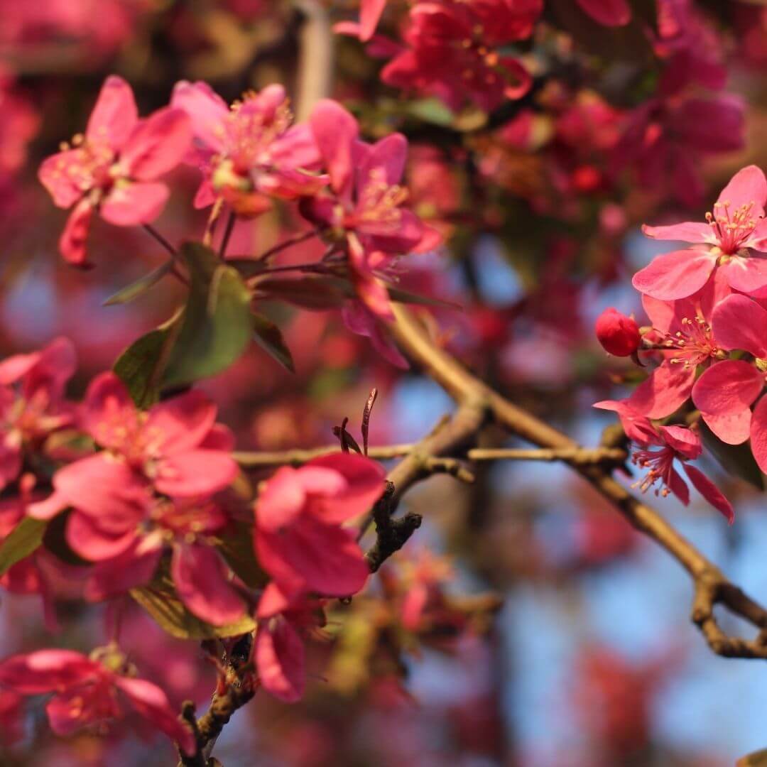 Paradise Bloom Fragrance Oil (Water Soluble)