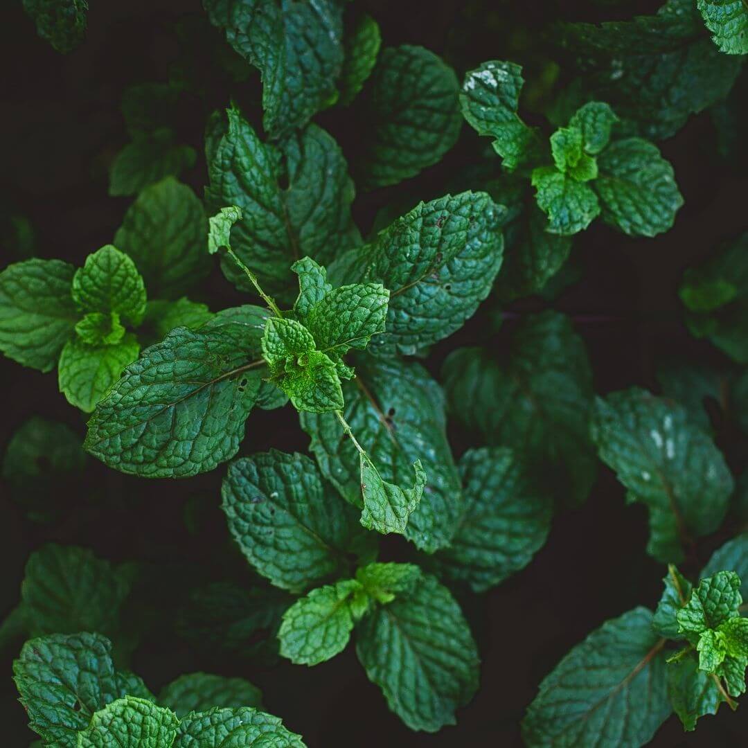 Spearmint Fragrance Oil