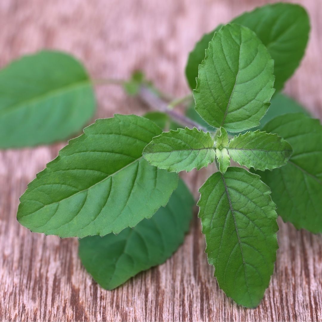 Tulsi Fragrance Oil
