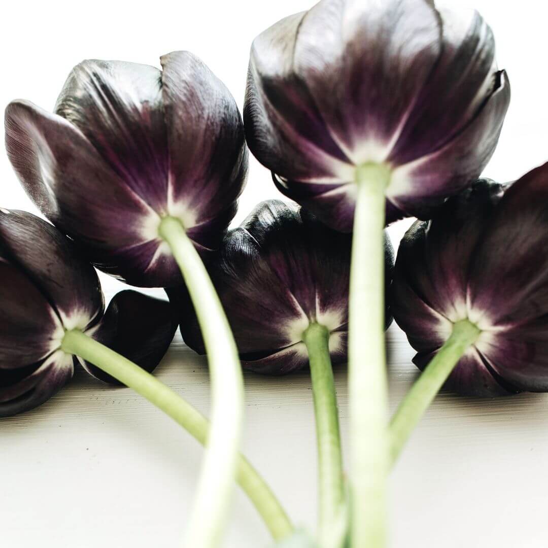 Black Flower Fragrance Oil