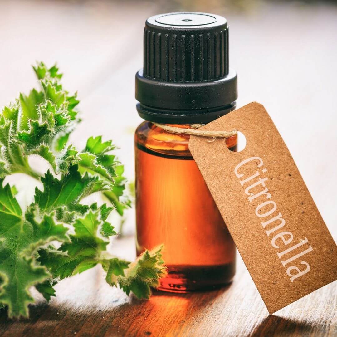 Citronella Essential Oil