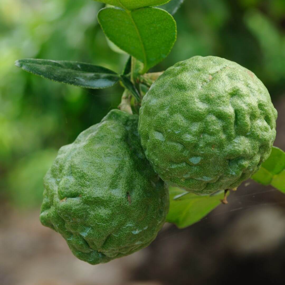 Kaffir Lime Essential Oil