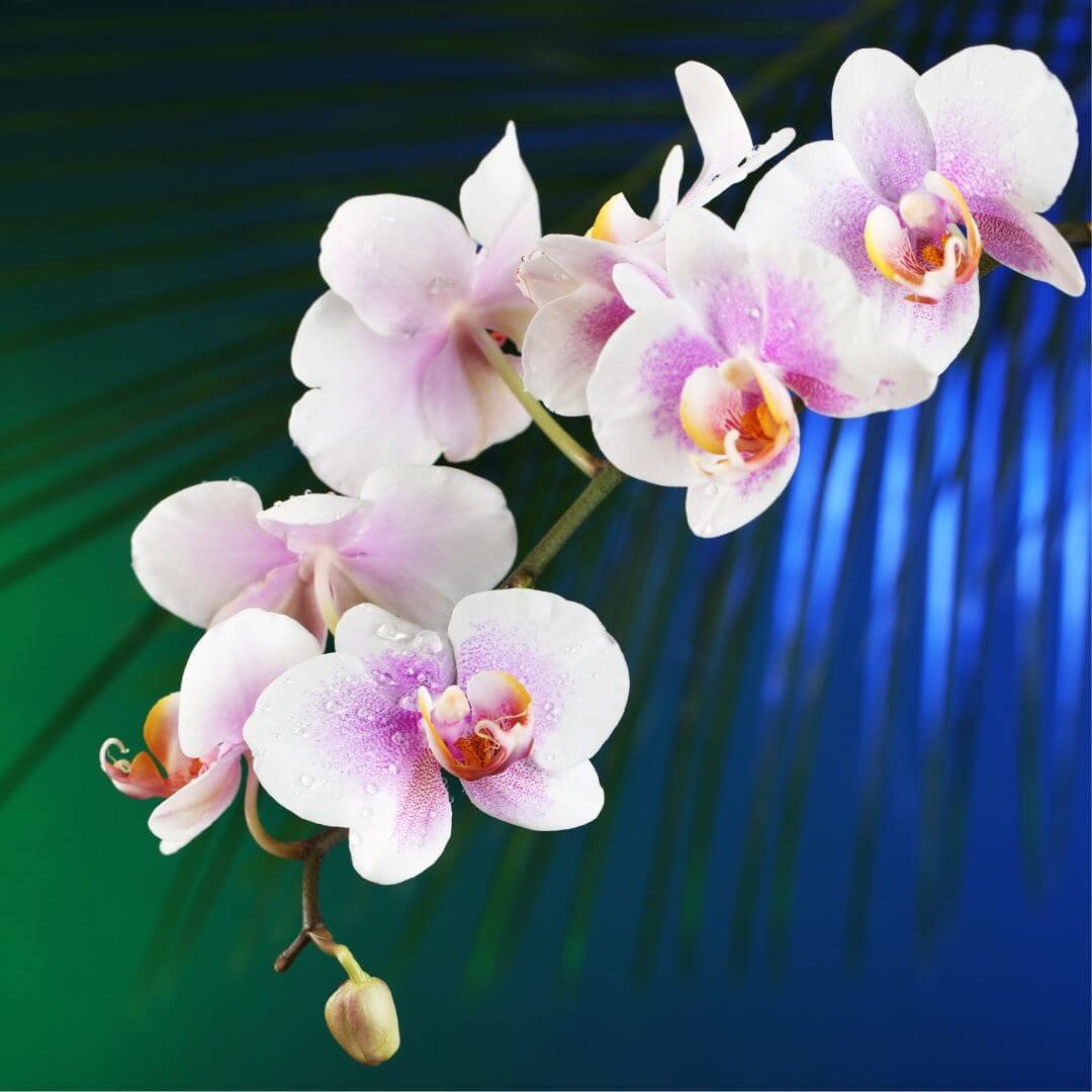 Orchid flower online perfume