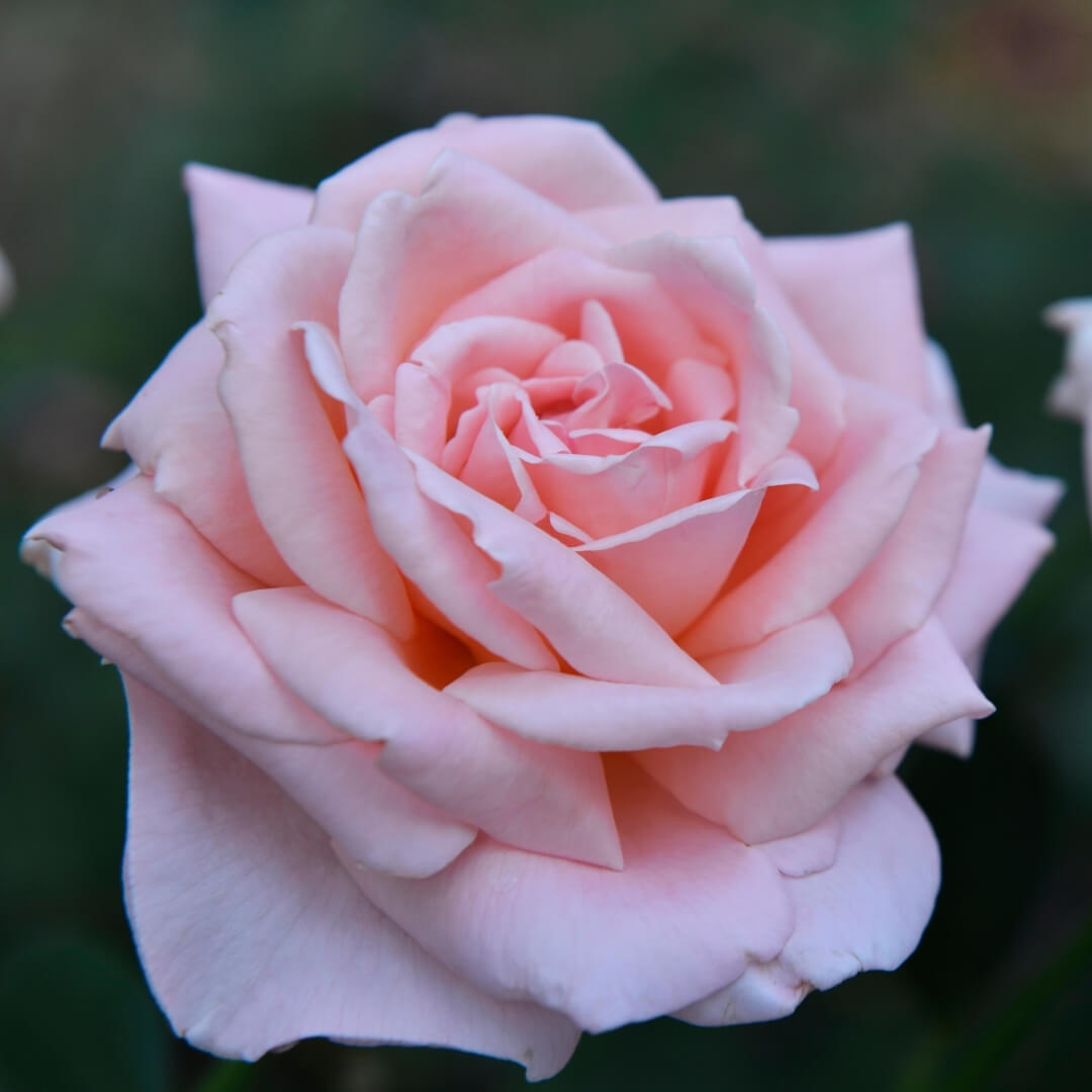 Tea Rose Hydrosol