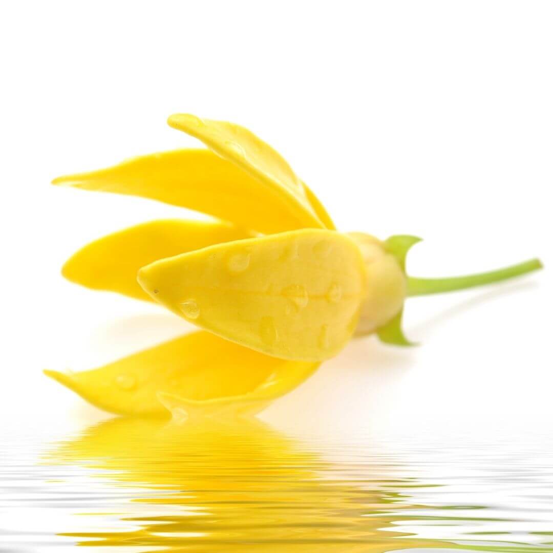 Ylang Ylang Essential Oil